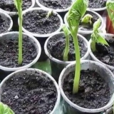 Kako posaditi pasulj da brže klija